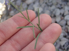 Hebecarpa barbeyana