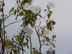 Ipomoea pauciflora