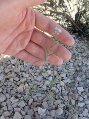 Hebecarpa barbeyana