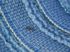 Simulium mediovittatum