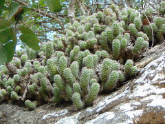 Mammillaria sphacelata