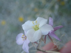 Nerisyrenia camporum