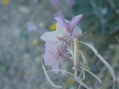 Nerisyrenia camporum