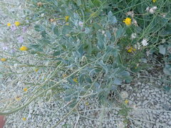 Nerisyrenia camporum