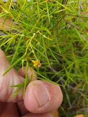 Persoonia juniperina