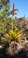 Cipuropsis hospitalis