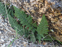 Myriopteris covillei