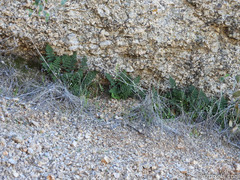 Myriopteris covillei