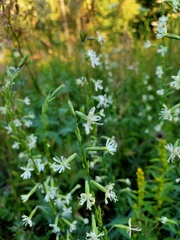 Silene tatarica