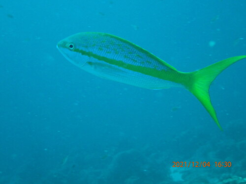 Yellowtail snapper