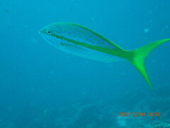 Yellowtail snapper