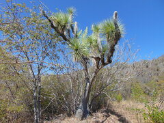 Yucca filifera