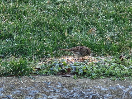 Song Sparrow photographed in Tennessee
