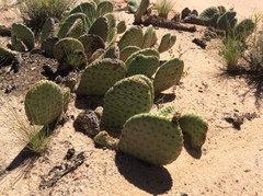 Opuntia aurea