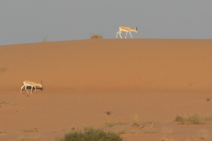 Gazella marica