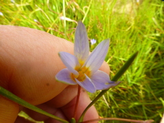 Romulea tabularis