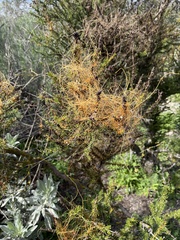Cuscuta californica