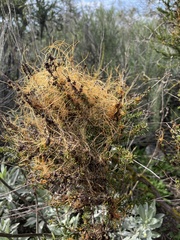 Cuscuta californica