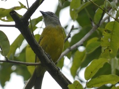 Loriotus luctuosus