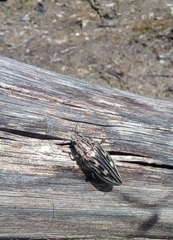 Chalcophora mariana