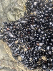 Xenostrobus neozelanicus