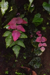 Adiantum macrophyllum