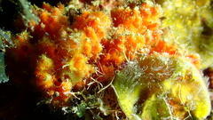 Higginsia coralloides