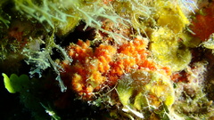 Higginsia coralloides