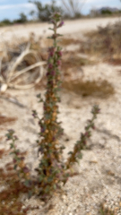 Halogeton glomeratus