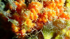 Higginsia coralloides