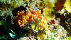 Higginsia coralloides