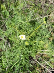 Chaenactis artemisiifolia