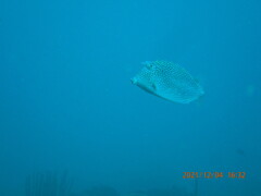 Acanthostracion polygonium