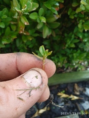 Buxus sempervirens