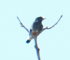 Chelidoptera tenebrosa