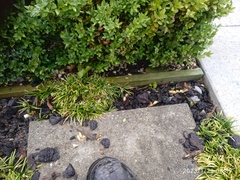 Buxus sempervirens