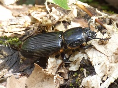 Passalus