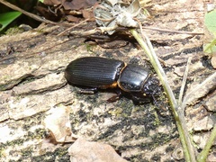 Passalus