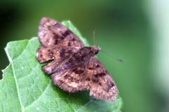 Antigonus erosus