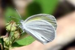 Eurema daira
