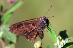 Eudaminae