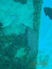 Cephalopholis cruentata