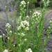 California Cudweed - Photo (c) randomtruth, some rights reserved (CC BY-NC-SA)