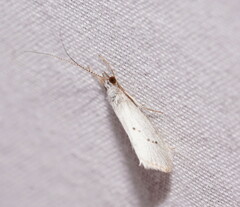 Asmicridea edwardsii