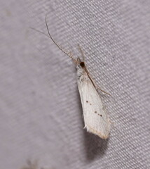 Asmicridea edwardsii