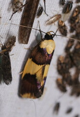 Telecrates laetiorella