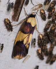 Telecrates laetiorella