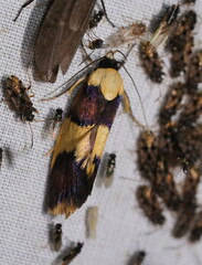 Telecrates laetiorella