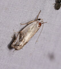 Plectophila discalis