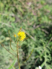 Sisymbrium irio